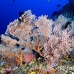 seafan_arch_h_0705_png1029.jpg